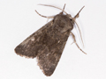 Deep-brown Dart